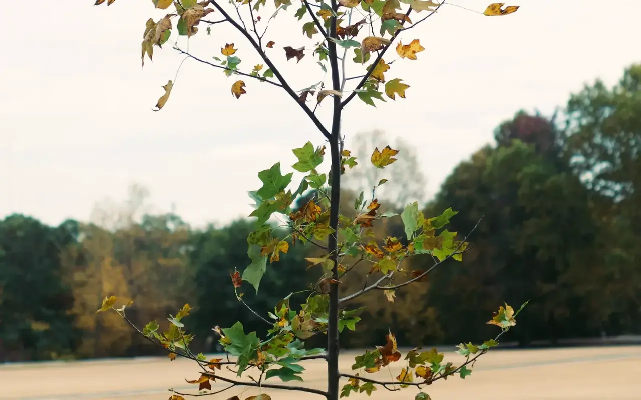 A young tree in an open field, leaves turning with the season